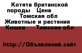 Котята британской породы › Цена ­ 2 000 - Томская обл. Животные и растения » Кошки   . Томская обл.